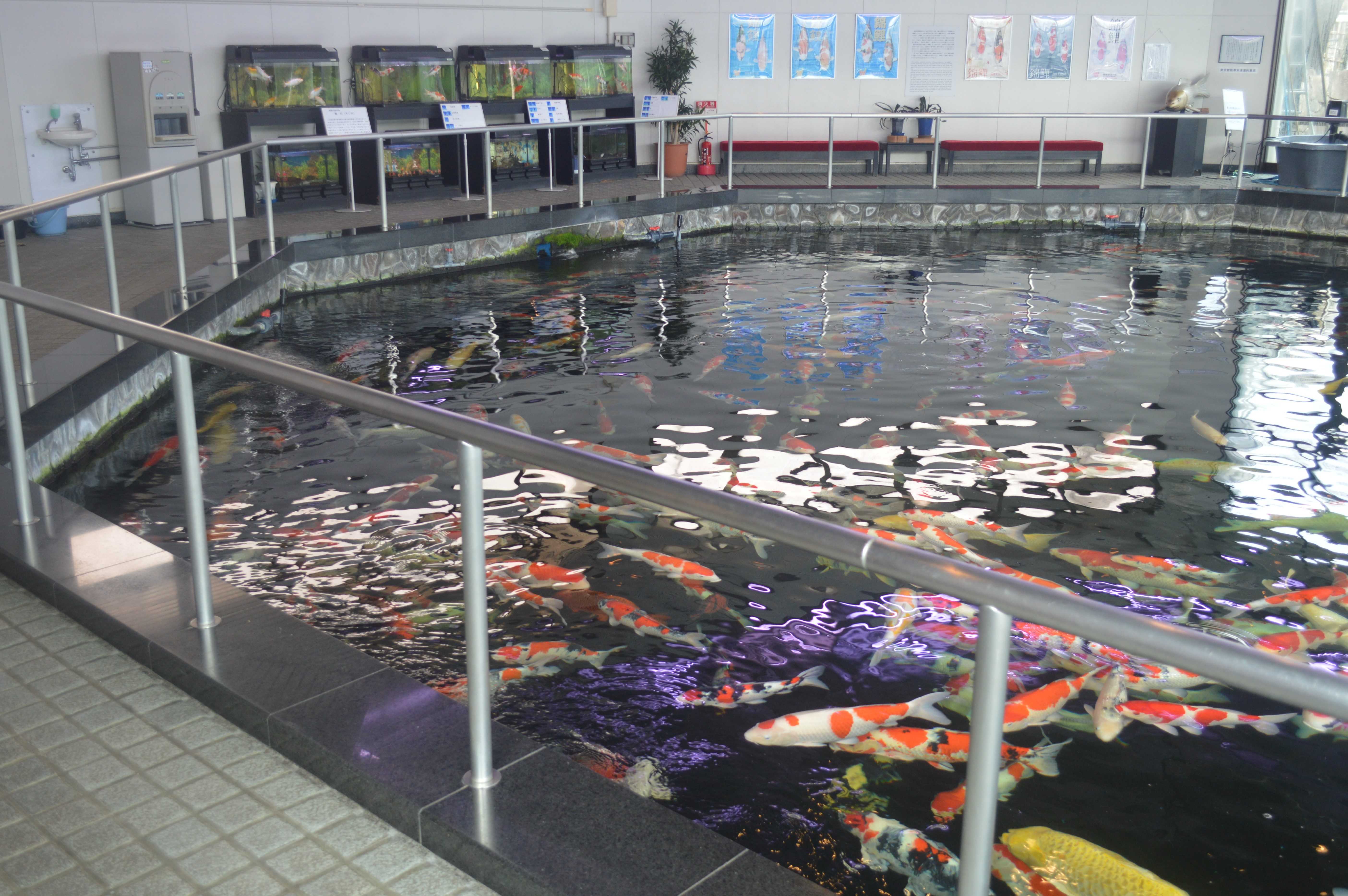 🐟 비단잉어의 마을 (니시키고이노 사토) 이미지 6